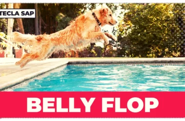 BELLY FLOP? Qual é o significado da expressão?