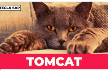 TOMCAT? Qual é o significado e a tradução dessa gíria?