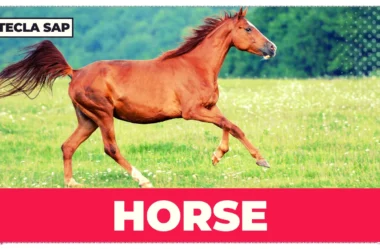 HORSE – Expressões idiomáticas com “HORSE” (com tradução)